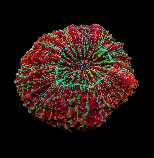 Red glitter acantho 4” WYSIWYG
