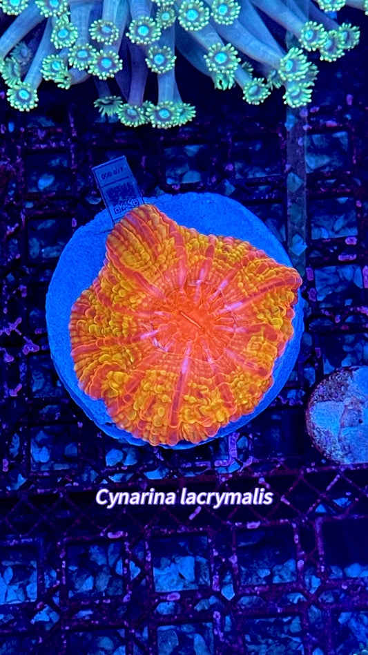 Tequila sunset Cynarina 2” WYSIWYG