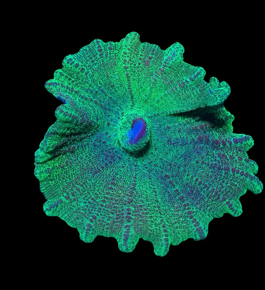 Neglectus mushroom 2” frag