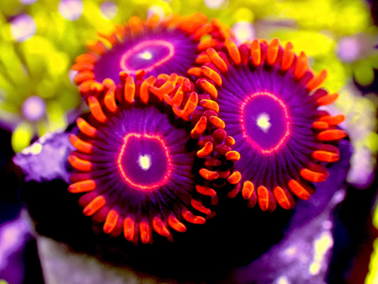 Rainbow hornets 1” frag