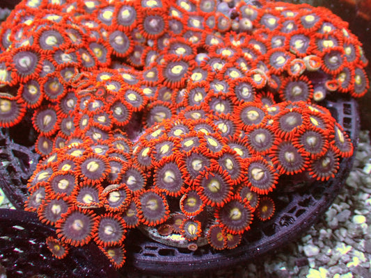 Spider man Zoas 1" frag 5+ heads