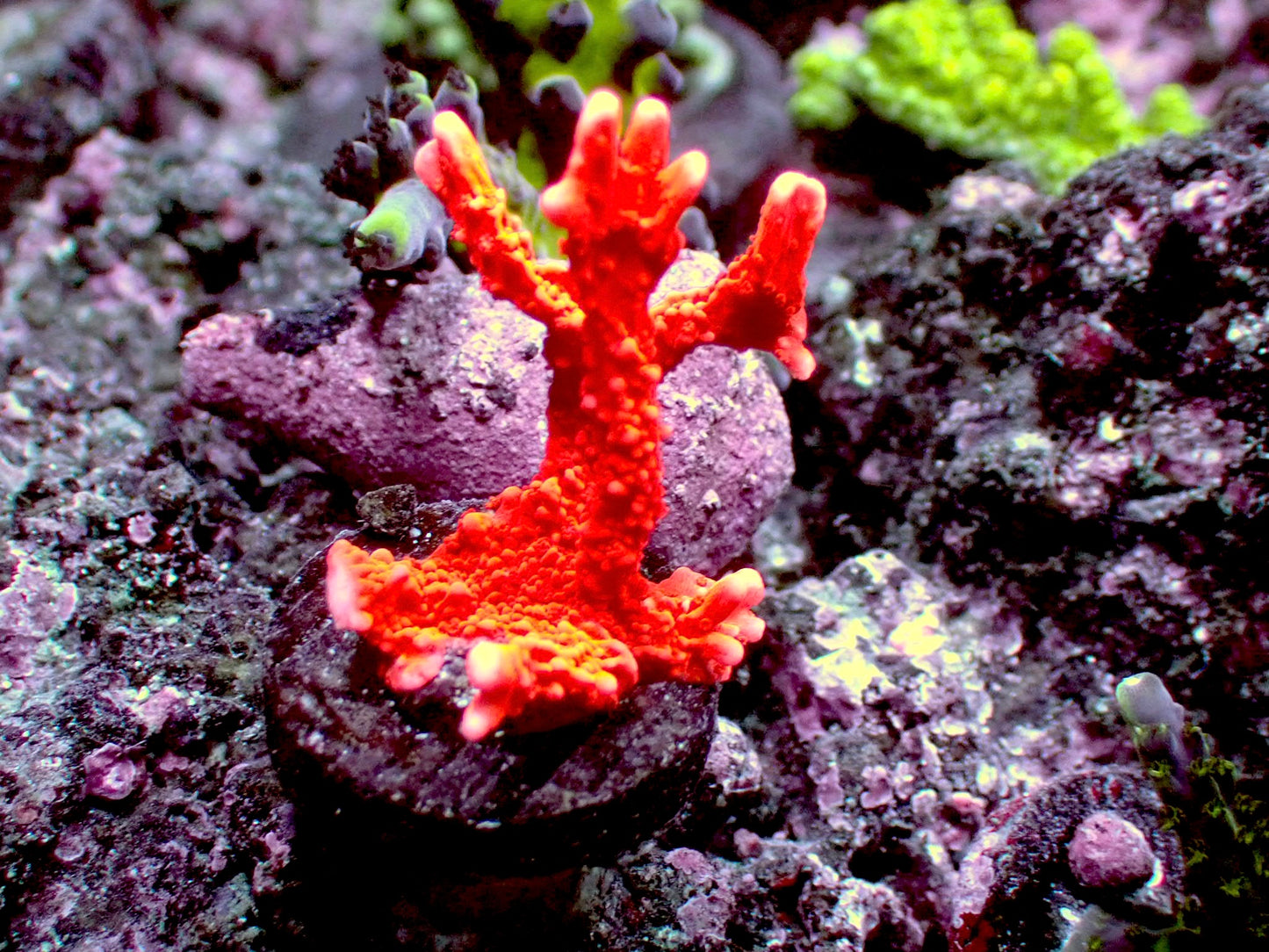 Fire starter anacropora 1” frag