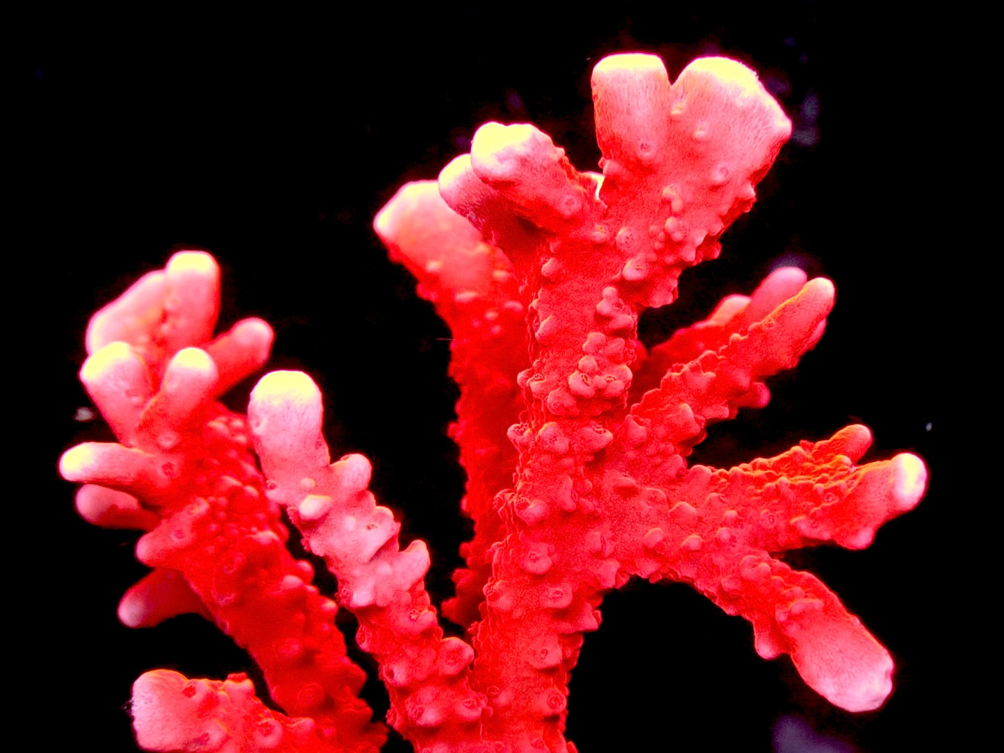 Fire starter anacropora 1” frag