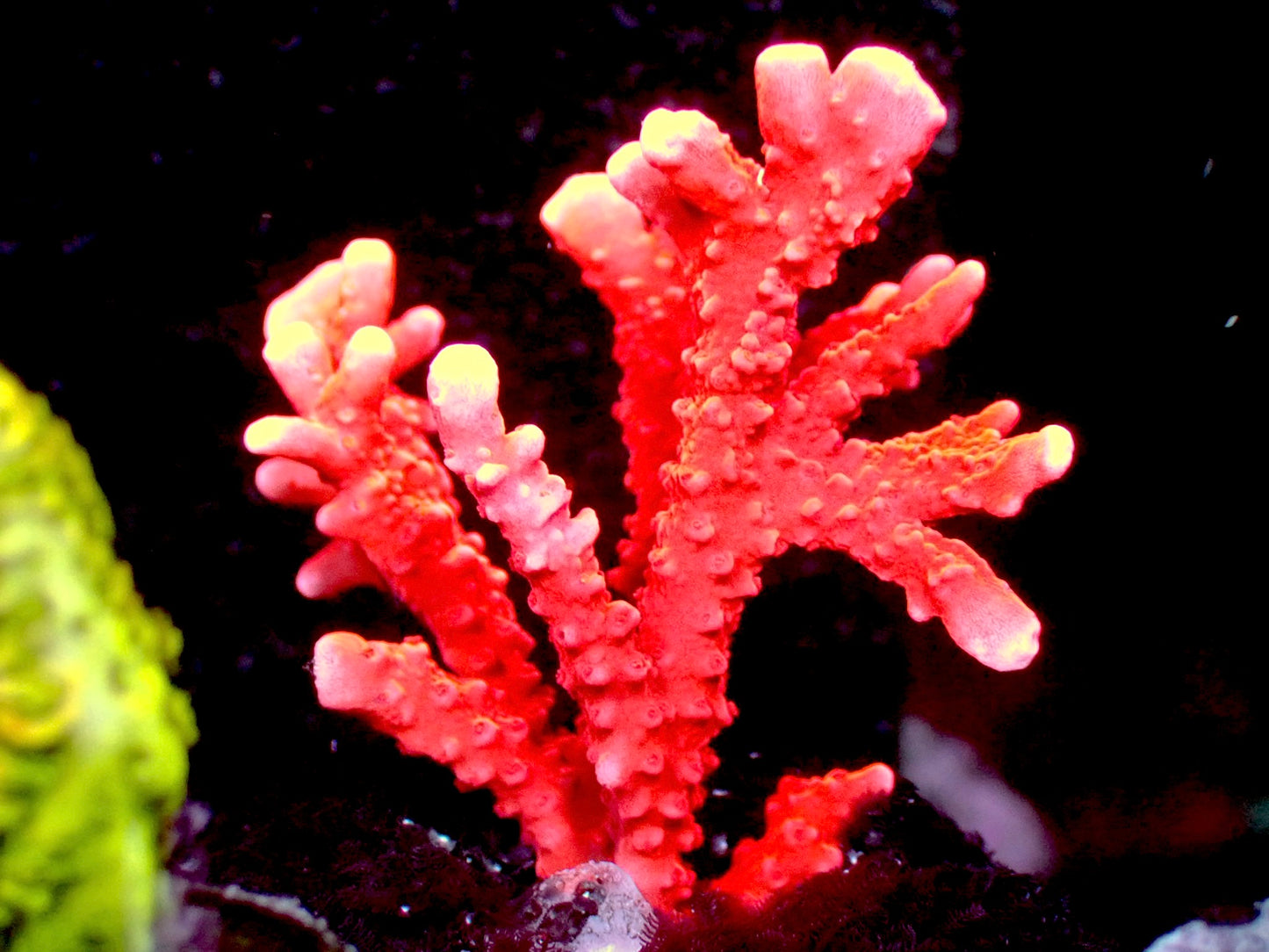 Fire starter anacropora 1” frag