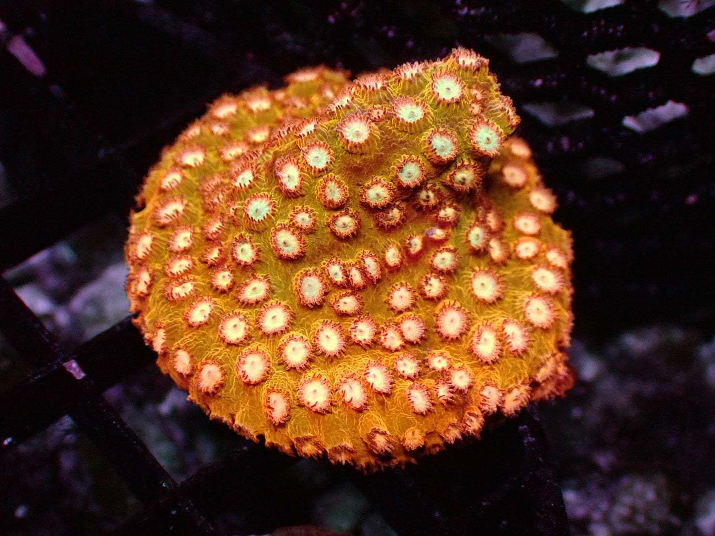 Coppertone Cyphyastrea 1" frag