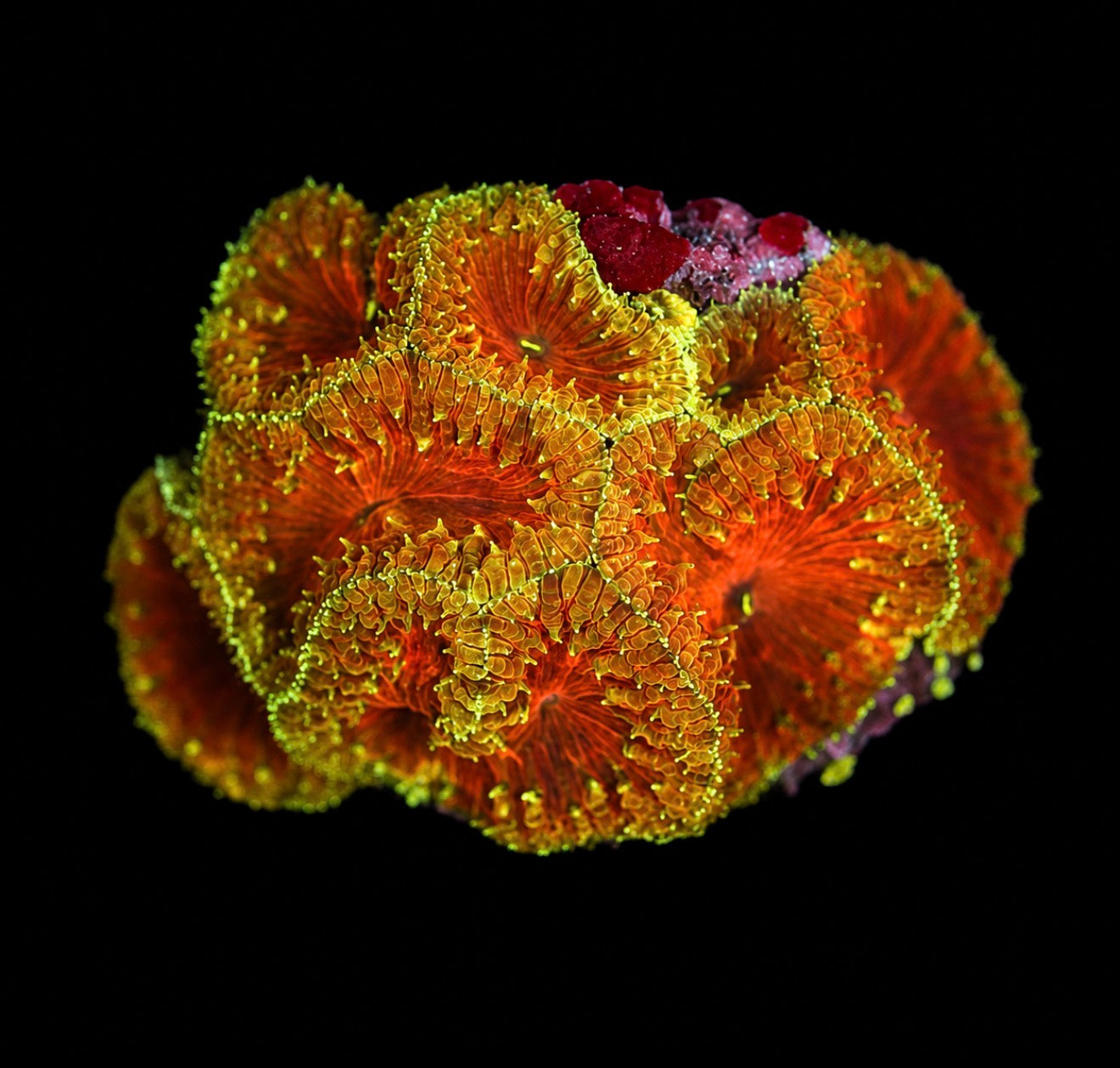 Pending name blastomussa colony 4” wysiwyg