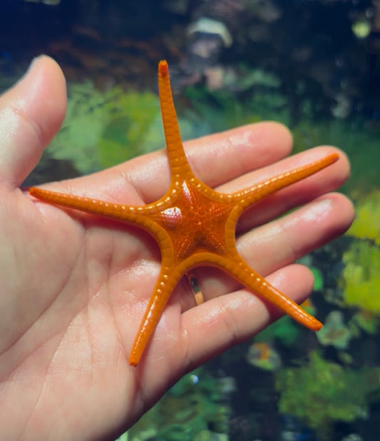 Whitsundays starfish 3”+