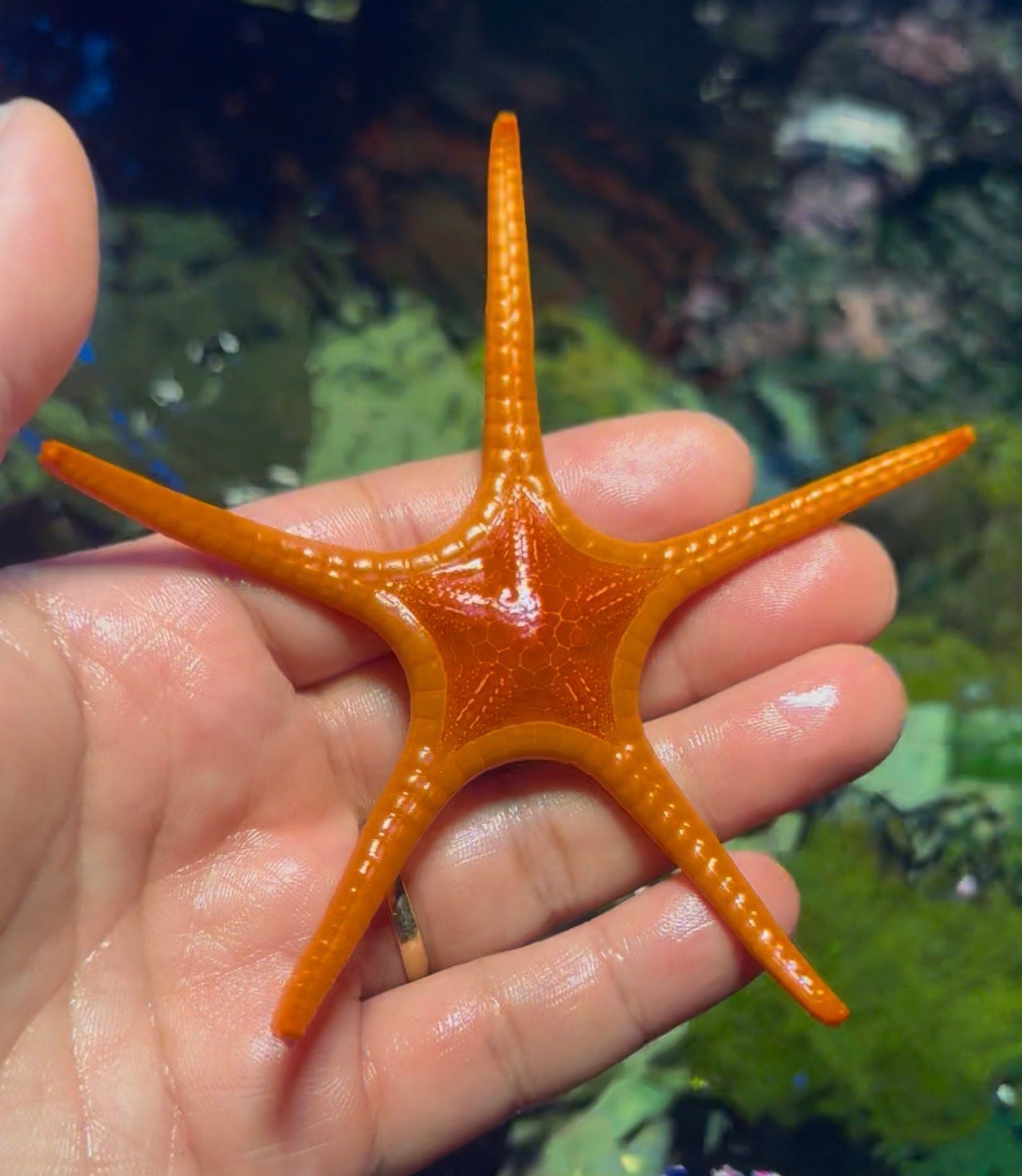 Whitsundays starfish 3”+