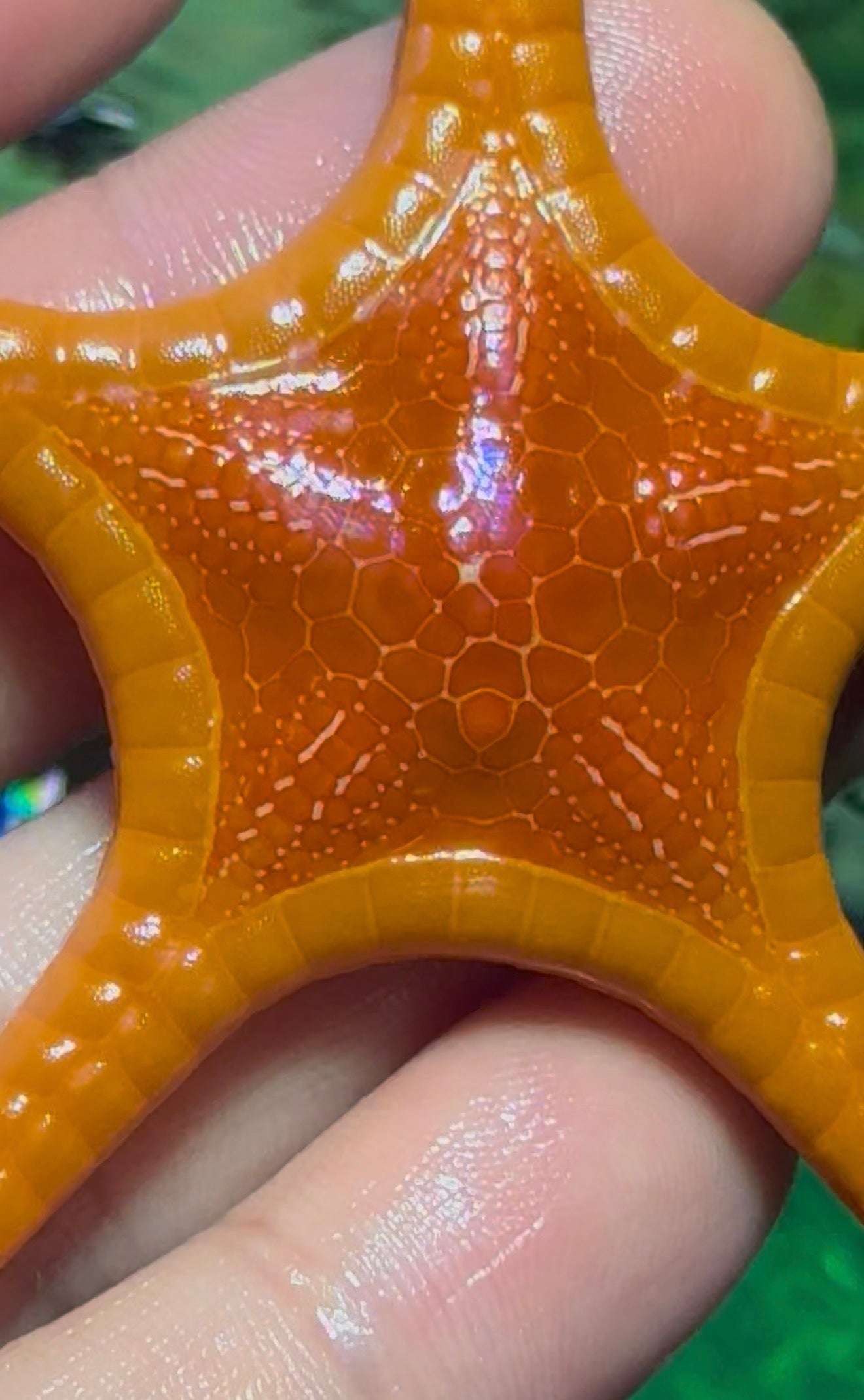 Whitsundays starfish 3”+