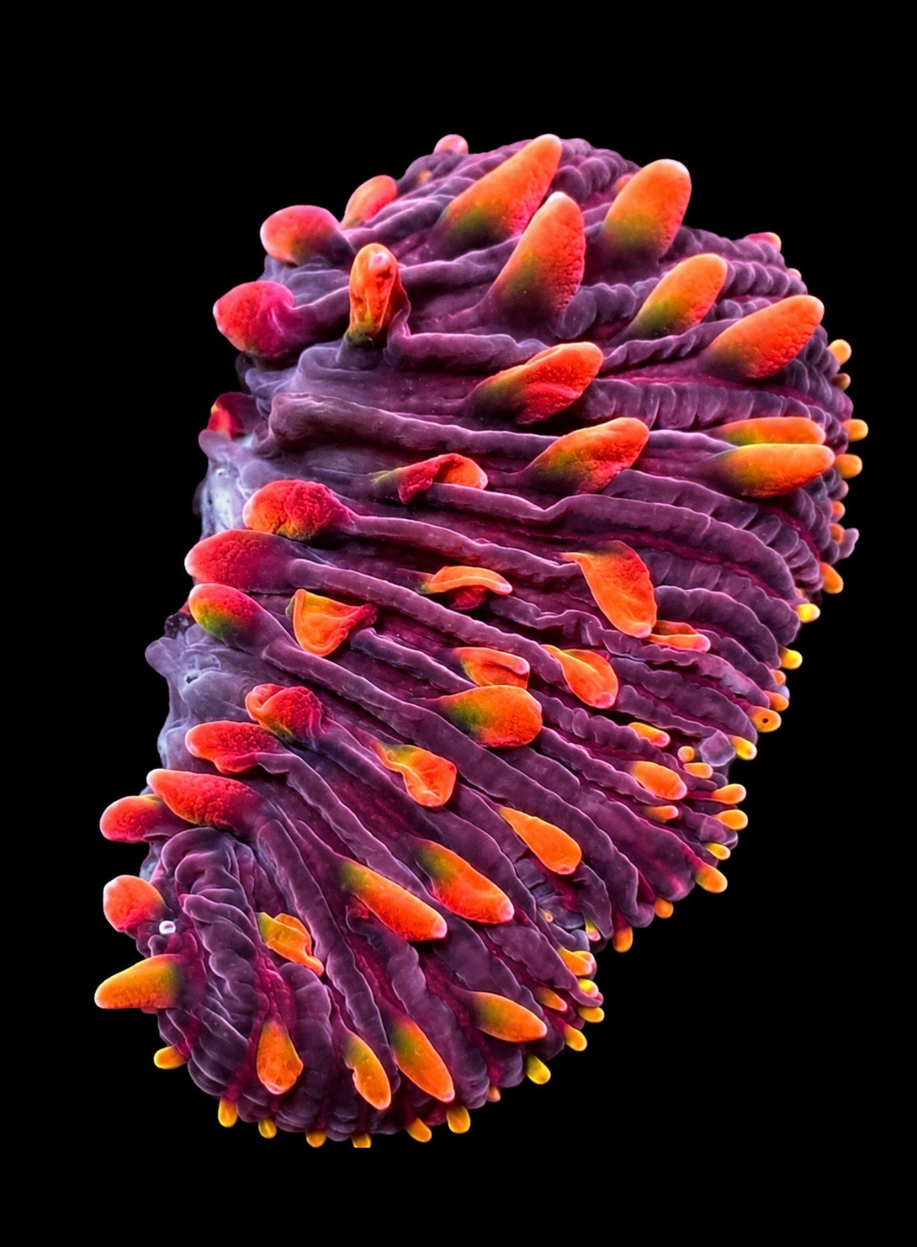 Purple flame Diaseris 1” frag