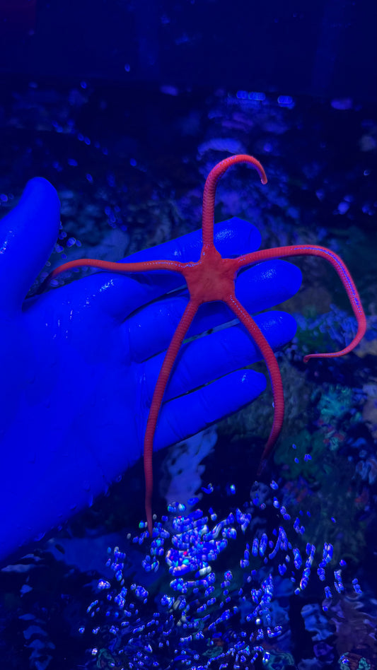 Red serpent starfish 6”+
