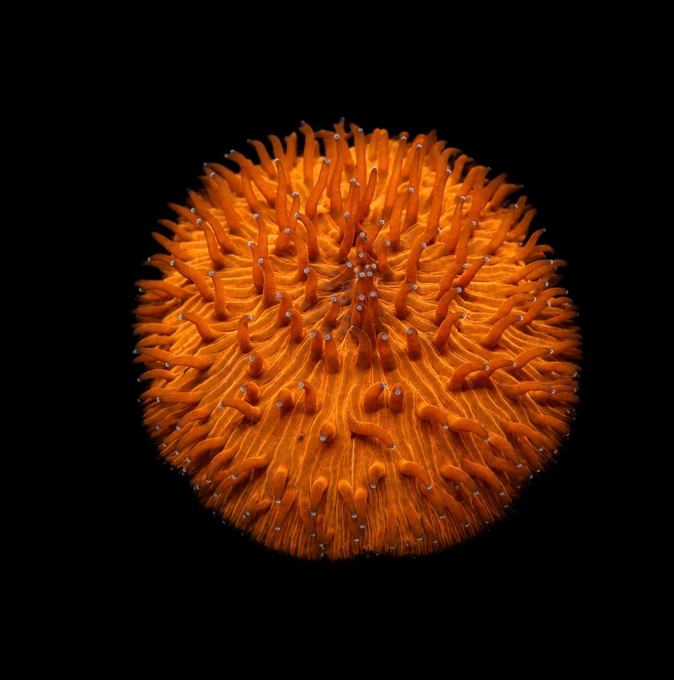 Sunburst Orange fungia 3” WYSIWYG