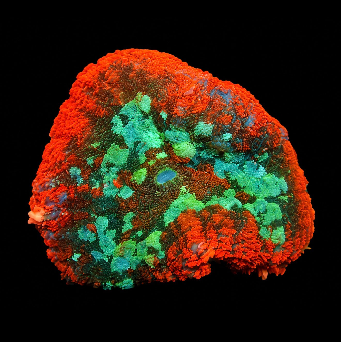 Fire seas mushroom 1” frag (1 mushroom)
