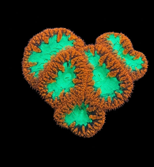 Aussie Blastomussa wellsi 1” frag (1+ head)
