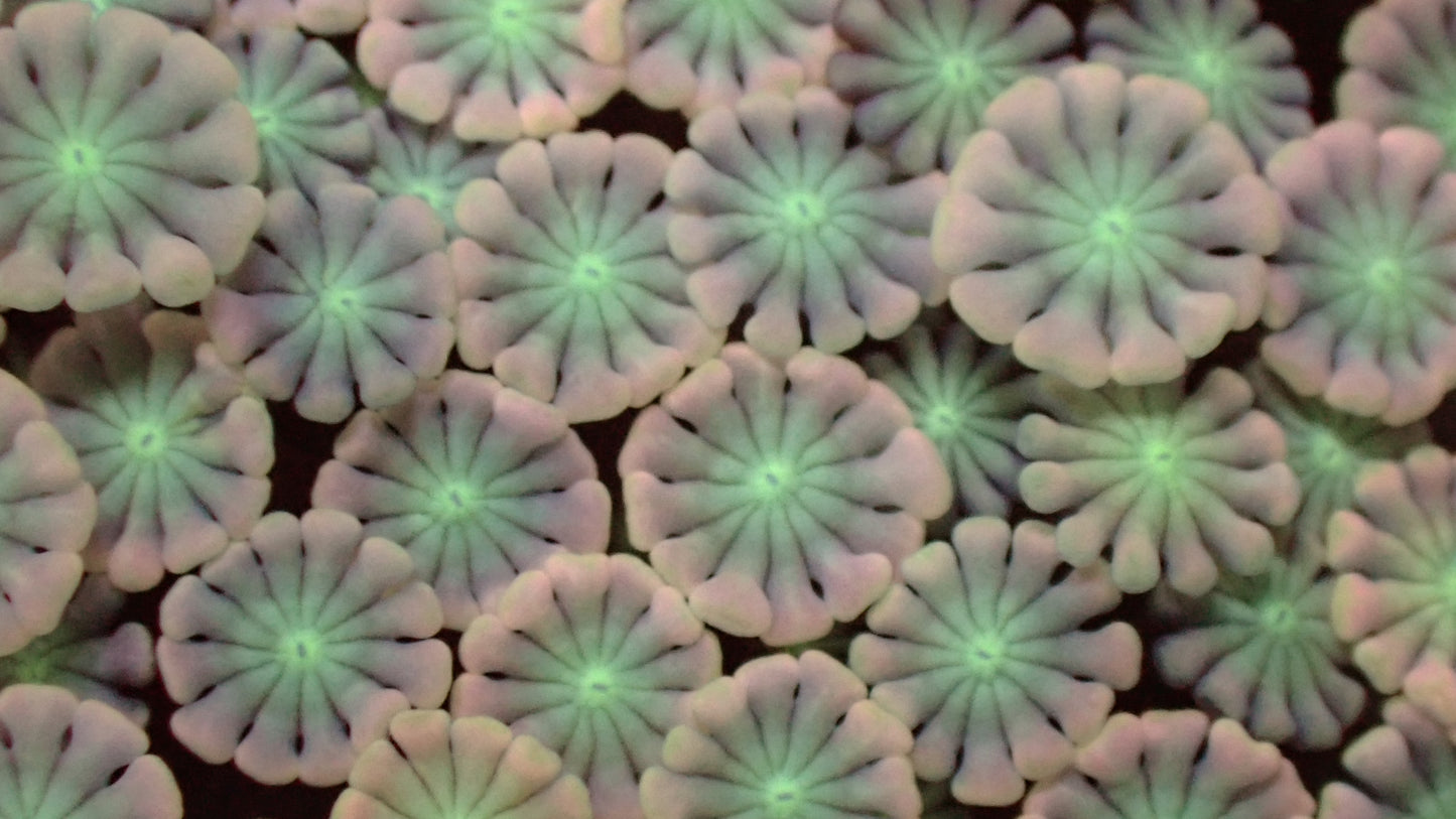 Jigglypuff alveopora 1” frag
