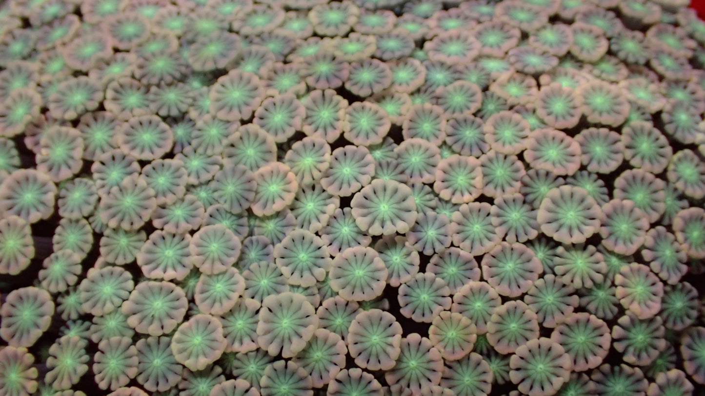 Jigglypuff alveopora 1” frag