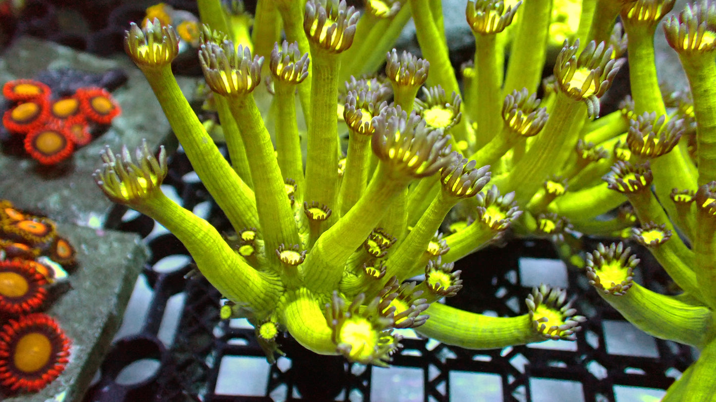 Kryptonite goni 1” frag