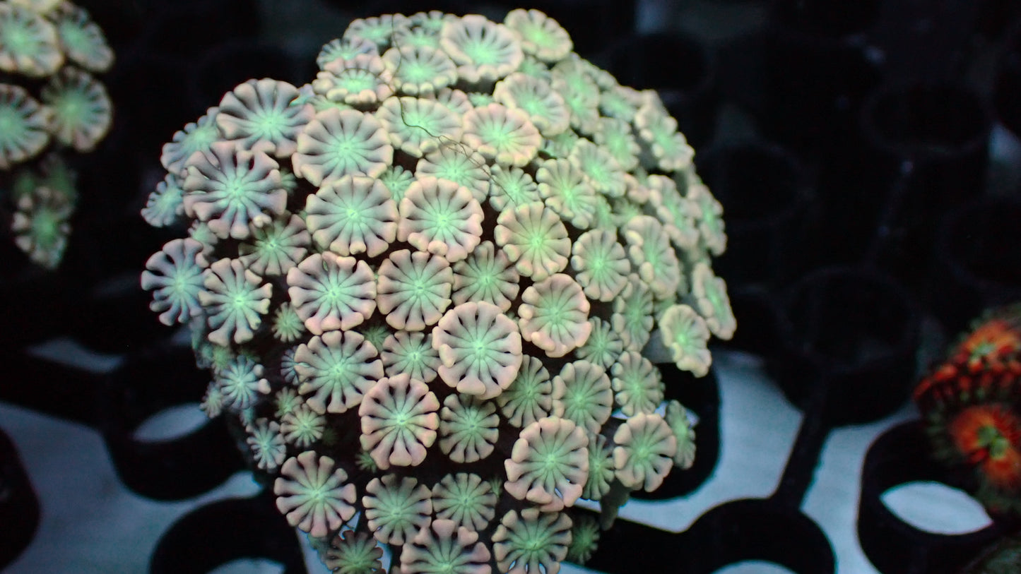 Jigglypuff alveopora 1” frag