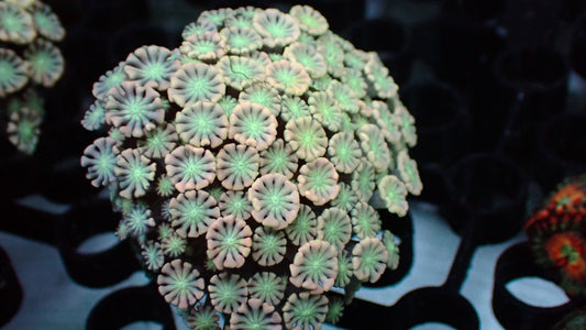 Jigglypuff alveopora 1” frag