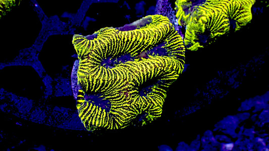 Glow worm Platygyra 1” frag