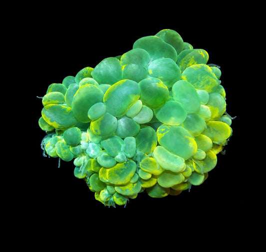Splatter bubble coral colony 4”+