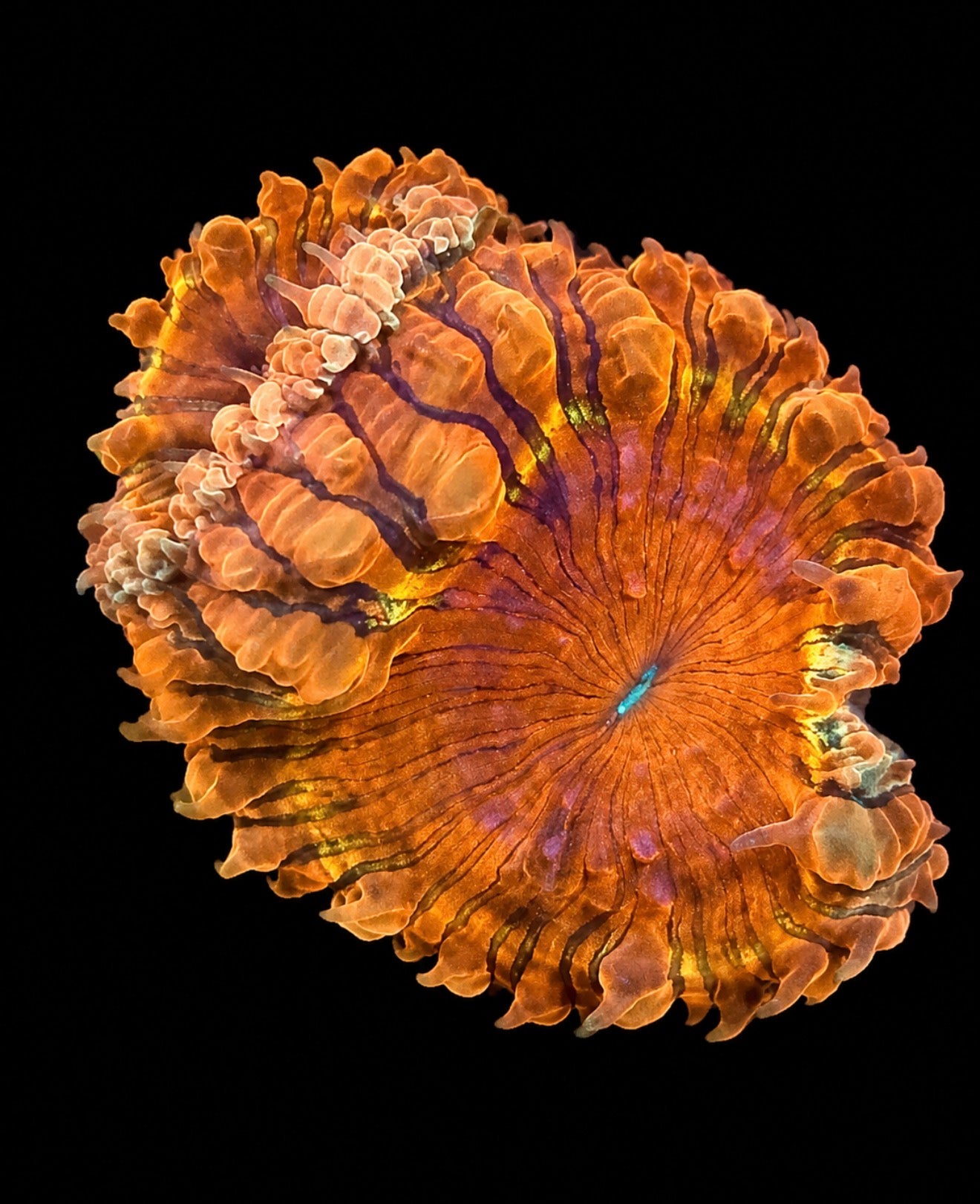 Rengoku blastomussa wellsi 1” frag (2 big heads)