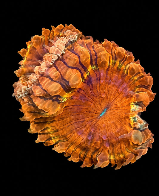 Rengoku blastomussa wellsi 1” frag (2 big heads)