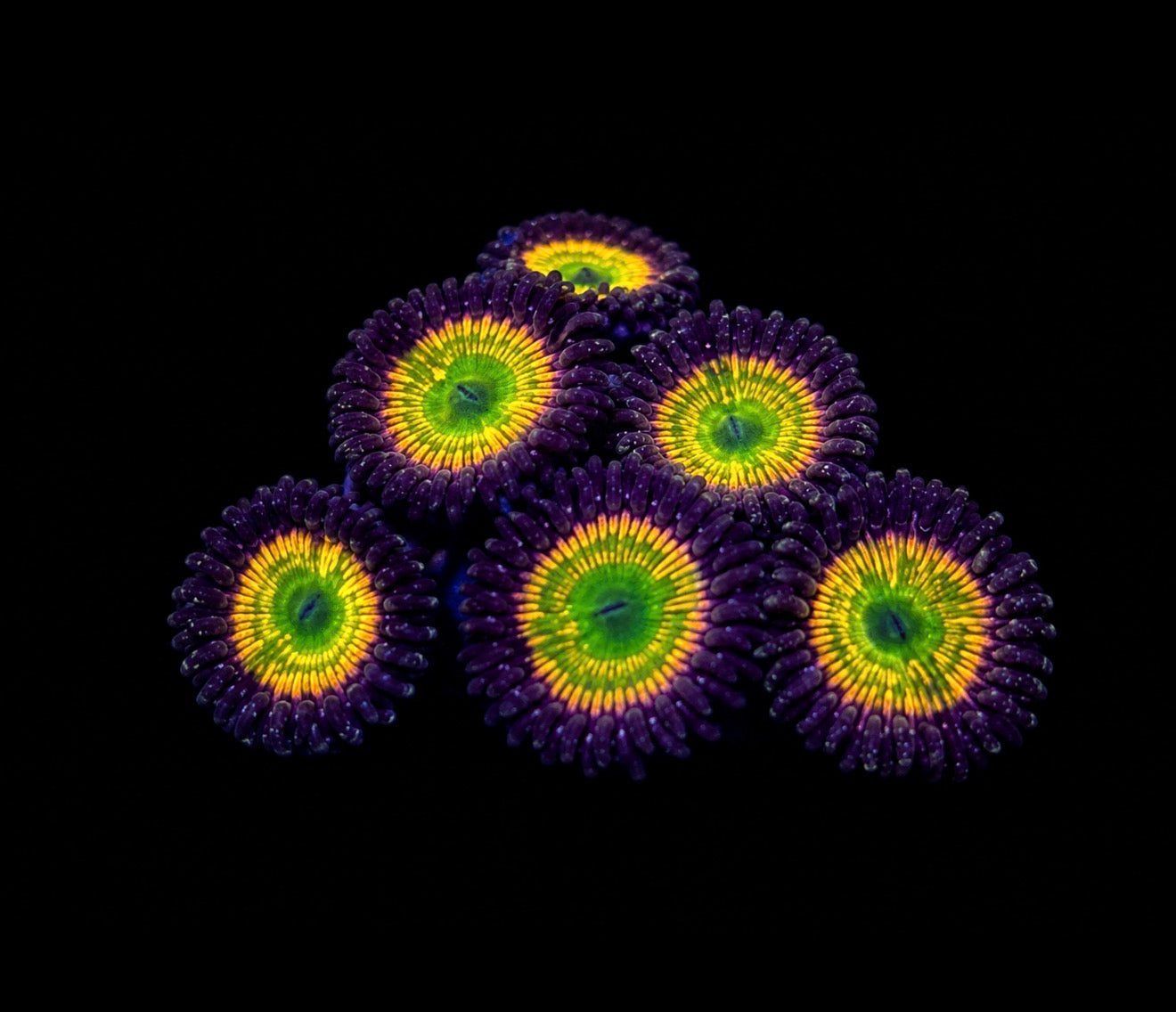 Sunny D zoas 1” frag (3+ heads)
