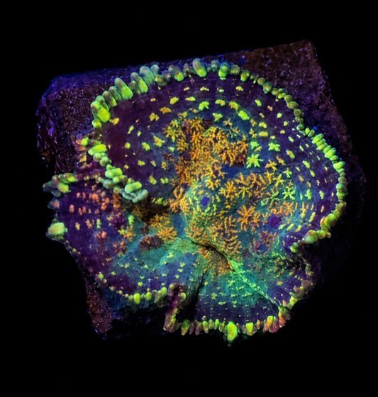 Rainbow rhodactus mushroom 1” frag