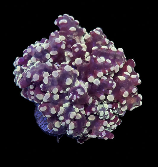 Pink tip octospawn 1” frag
