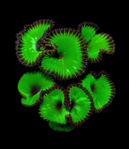Paly grandis frag 2+ heads