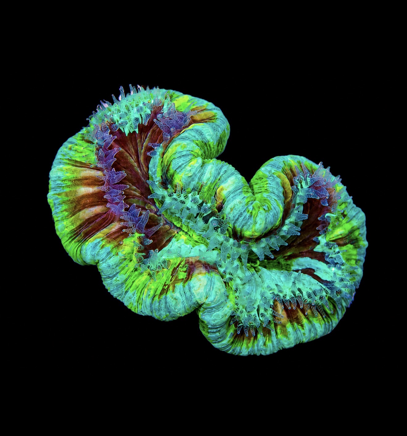 Fiji blue trachy 3” WYSIWYG