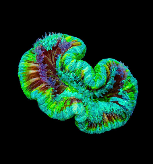 Fiji blue trachy 3” WYSIWYG