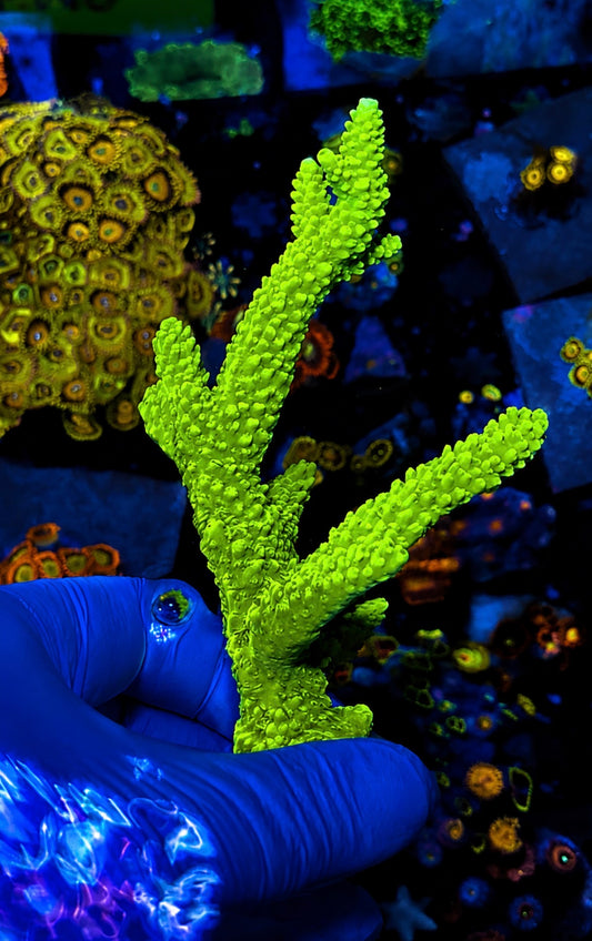 XL green slimer 6” frag