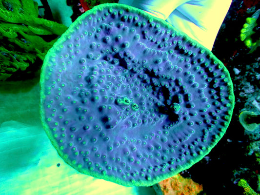 Purple turbinaria Pagoda cup