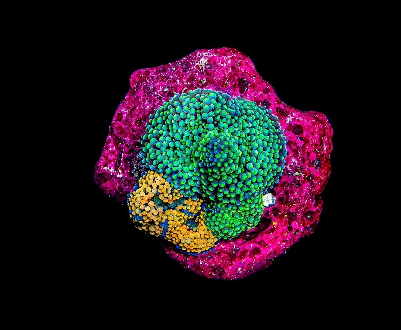 Florida Ricordea mini colony 2” WYSIWYG