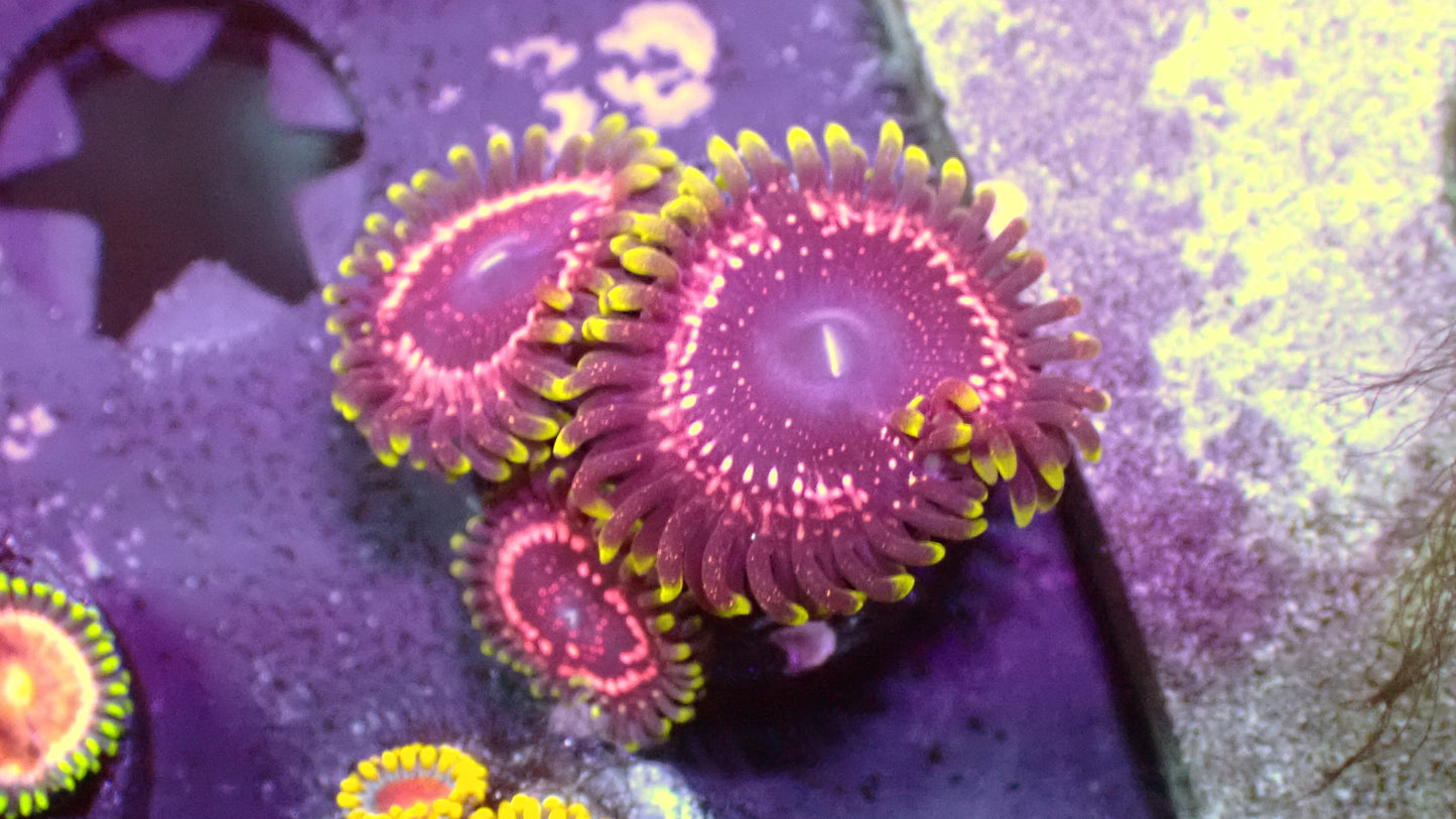 TSA tasers zoas 1” frag