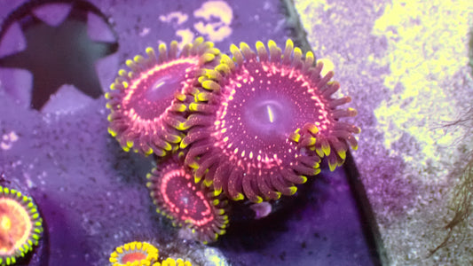 TSA tasers zoas 1” frag