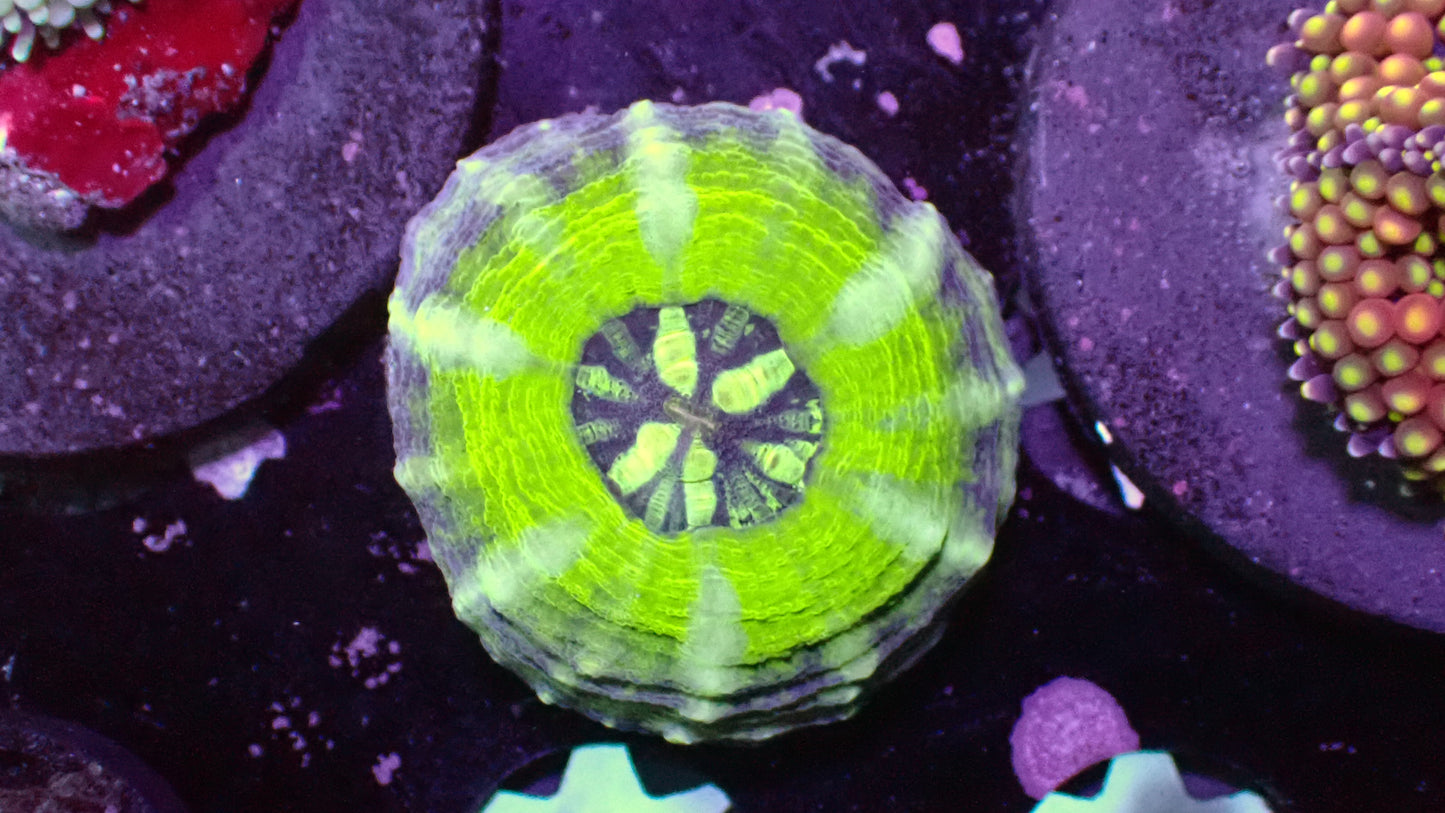 UFO mini scoly 1”