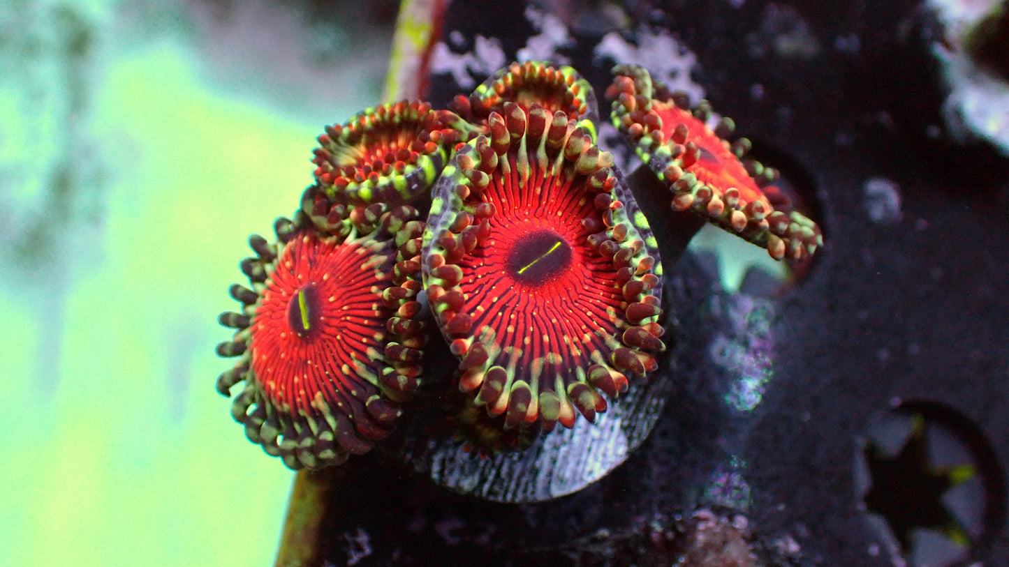 Seduction zoas 1” frag (3+ heads)
