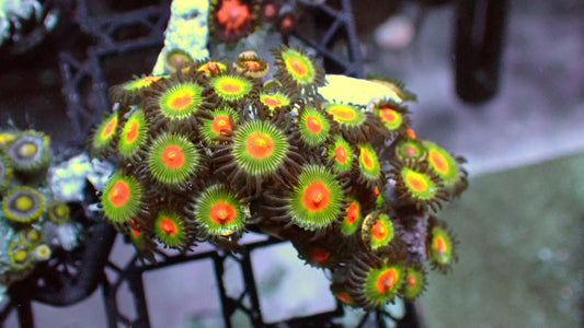 Gorilla nipple zoas 1” frag (5+ heads)