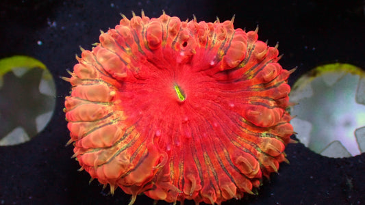 Rengoku orange blasto wellsi 1” frag (1 head)
