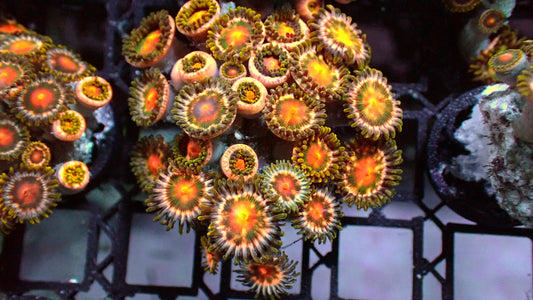 Wildfire zoas 1” frag (5+ heads)