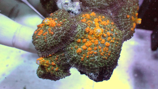 Gold burst rhodactus 1” (1 mushroom)