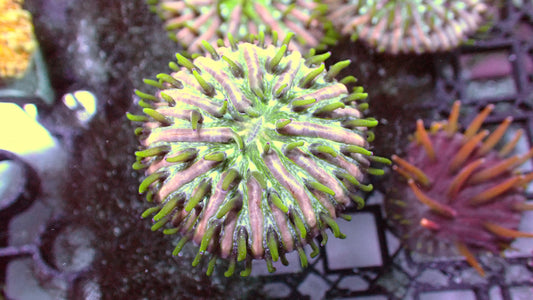 Self replicating fungia 1 plate (1”)