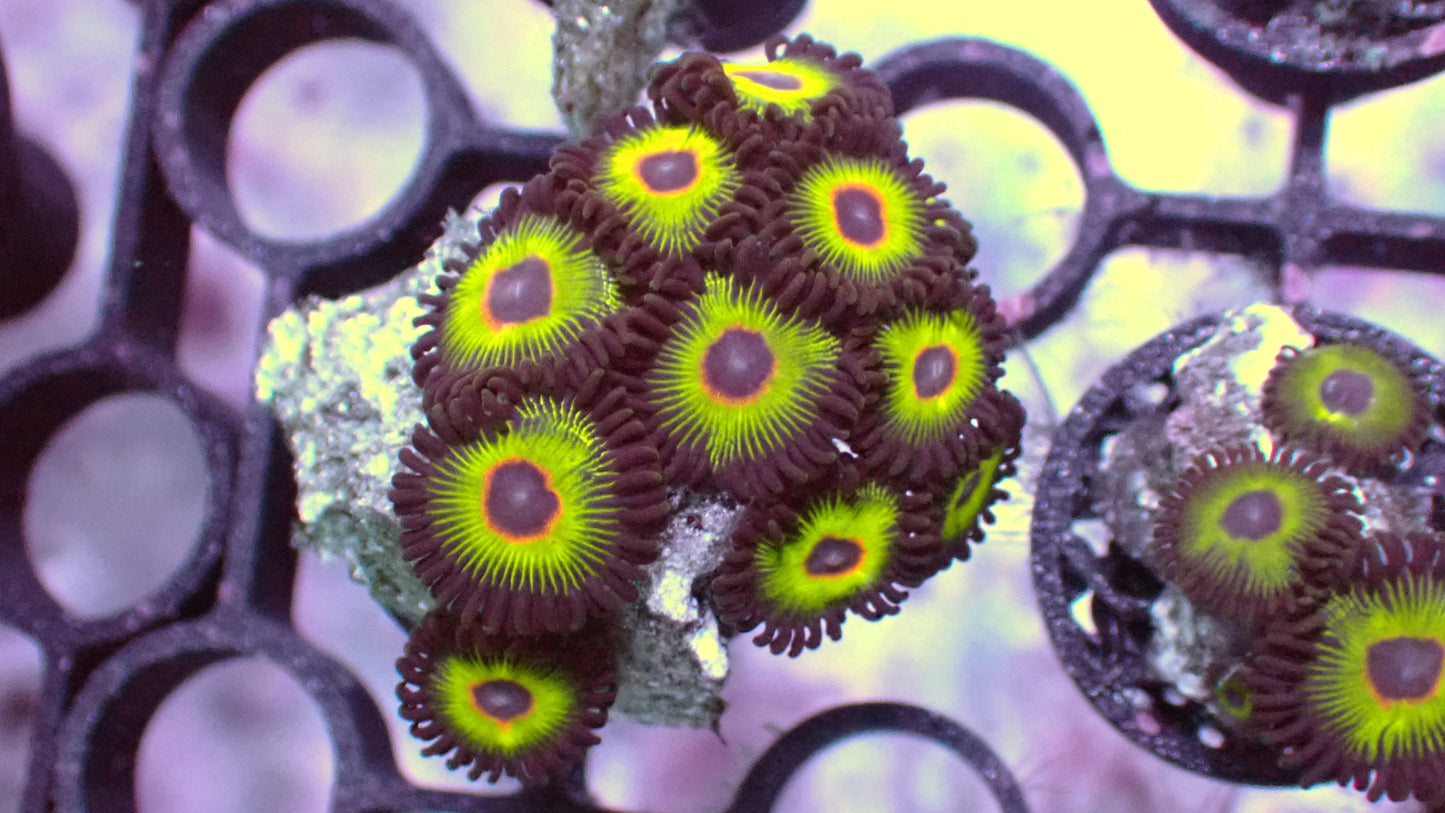 Bob Marley zoas 5+ heads