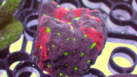 Purple red war coral 1” frag