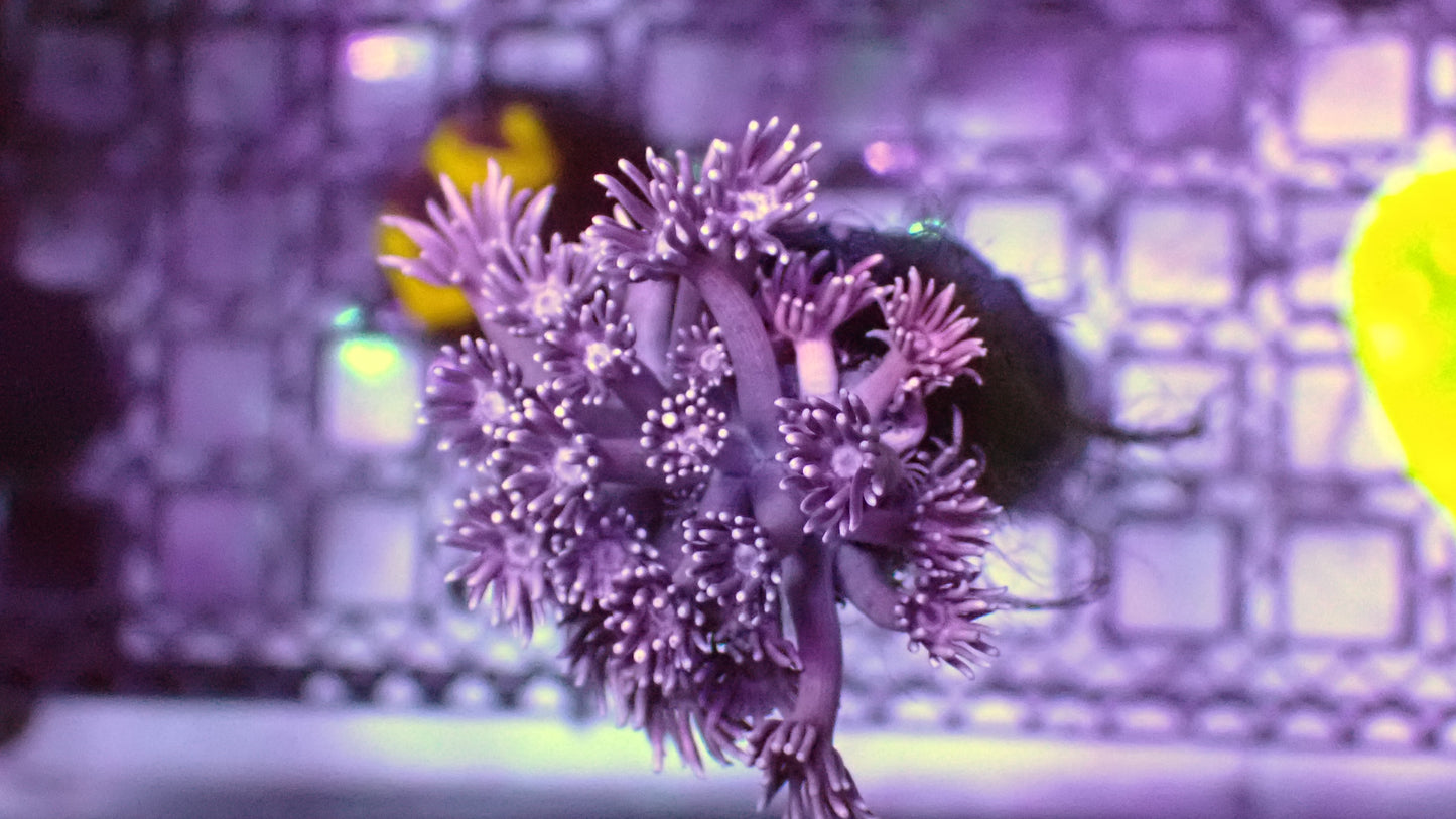 Lavender Goni 1” frag