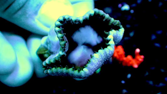 Cinnamon Paly grandis 1” frag