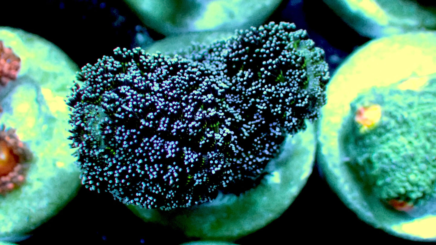 Milka purple stylophora 1” frag